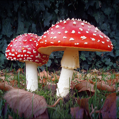 Zoom oil painting project