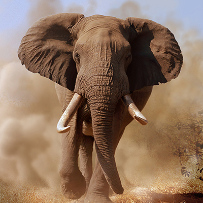 Zoom oil painting project