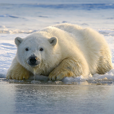 Zoom oil painting project